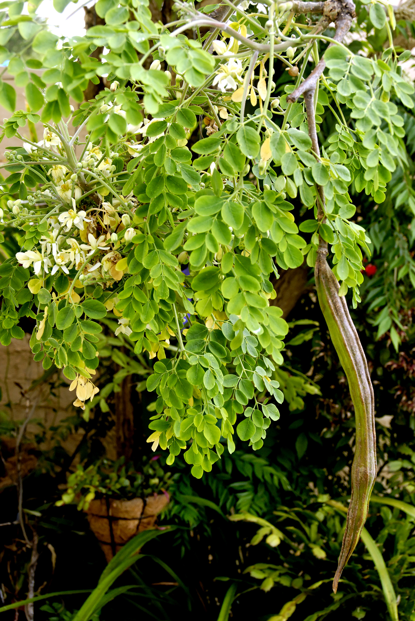 معرفی و راهنمای پرورش سبزی جات غیر برگی - درخت نعل اسب